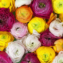 Ranunculus - Wallpaper