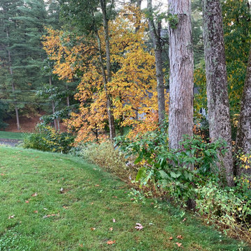 Front Yard Lawn Renovation/Planting