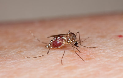 How to Get Rid of Mosquitoes Indoors and Out