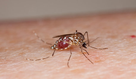How to Get Rid of Mosquitoes Indoors and Out