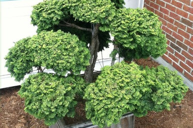 This is an example of a landscaping in Cincinnati.