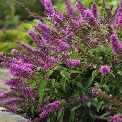 Tutti Fruitti Butterfly Bush - Products