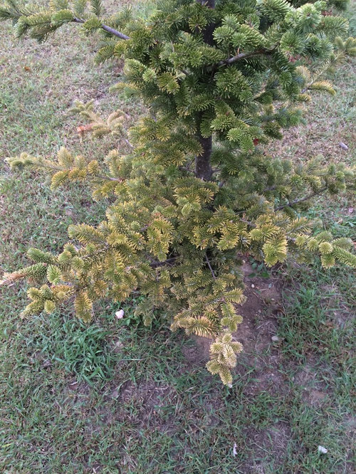 Yellowing and brown needles on Fir Tree