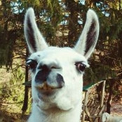 Foto von Aleš Oryctolagus Cuniculus
