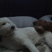 Jake Lamb's photo