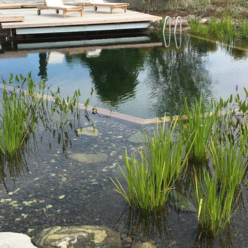 Pond in the Fields