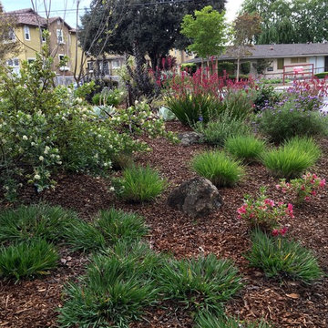 Lawn replacement