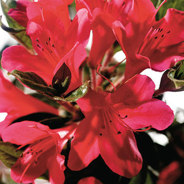 Encore Azalea Autumn Ruby™