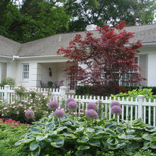 Japanese Maple