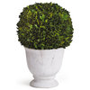 Boxwood Ball Topiary, Pot Large