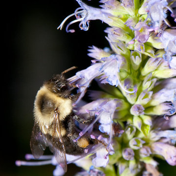 Great Design Plant: Anise Hyssop - A Treat for Black Licorice Lovers