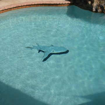 Reef shark in South Florida