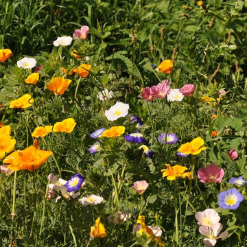 Blumenwiese