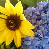 The Flower Box's photo