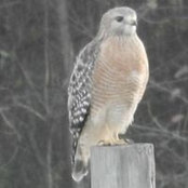 Debbie Frailey's photo