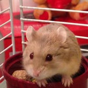 Rachel Cohen's photo