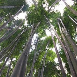 Bamboo installations - Products