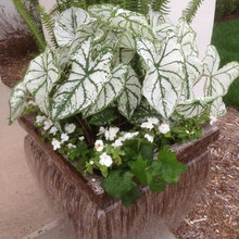 Planter Box Plant Ideas