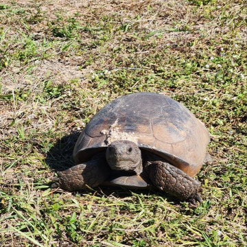 Gopher Tortoise Relocation