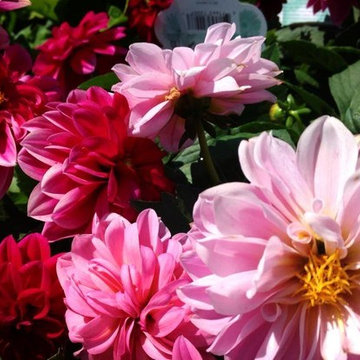 World's Best Annuals