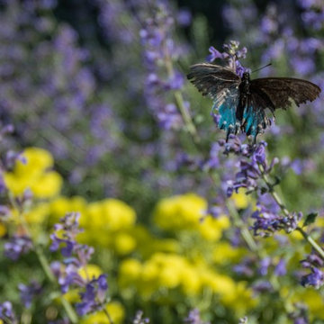 Birds, Bees & Butterflies