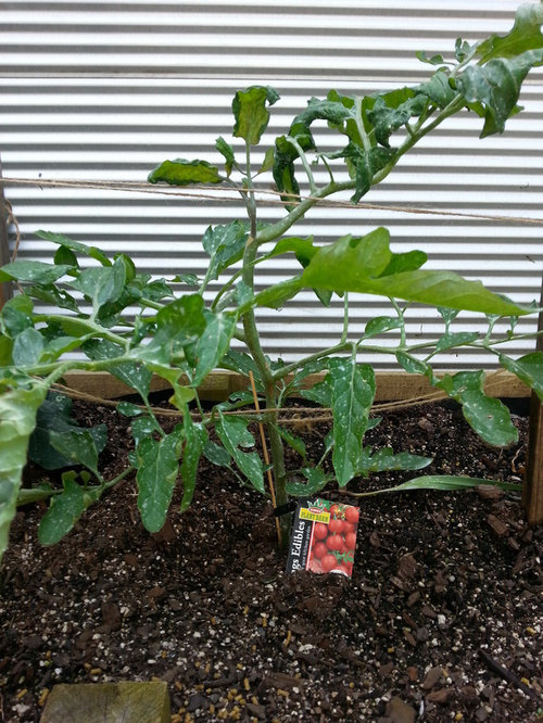 Droopy Tomato leaves