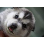 Reienvaist Von Eienor Kennel's photo