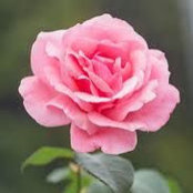 Mohammad Mushtaque's photo