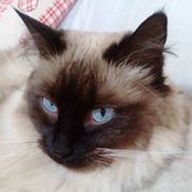 Malvina Jacquemod's photo
