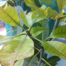 mango leaves yellow