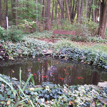 Our Backyard pond