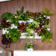 Indoor Plants