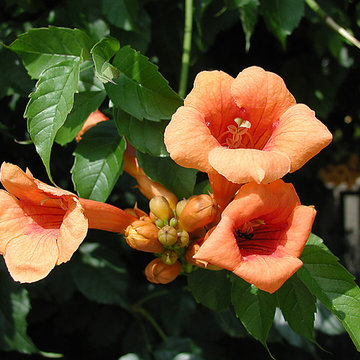Bignones oranges