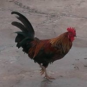 Foto von Dennis Bixler