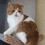 Oksana Soboleva's photo