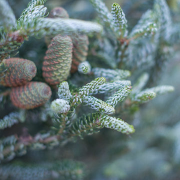 Boulder County New Trees