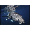 Humpback Whale, 30"x20"