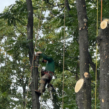 Large Tree Removal and Property Cleanup