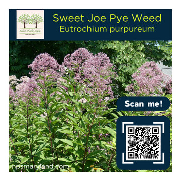 Sweet Joe Pye Weed