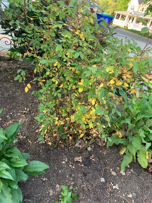 Help! Roses turning yellow with spots!