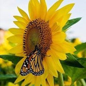 Photo de Vivian Pitman