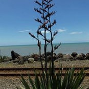 Tanika O'Connor-Dennie's photo