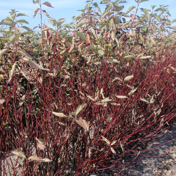 Red Twig Dogwood (Cornus)