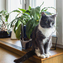 коты