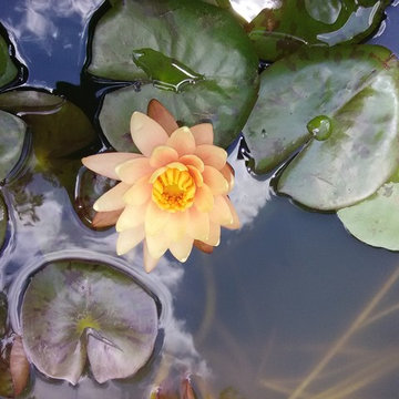 Pond Rebuild