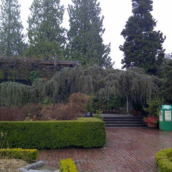 Trees That Provide Year Round Interest - Plants