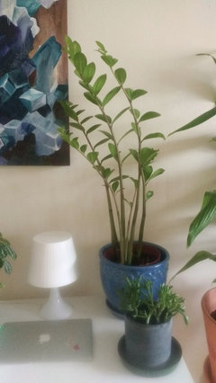 Sparse ZZ Plant | Houzz Forum