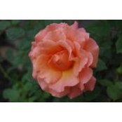Melissa Jones's photo