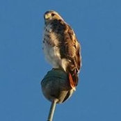 Kathryn Hoffman's photo