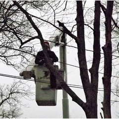 Saddle Up Tree Service